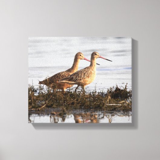 Marbling Godwits bij Blackie Spit Canvas Afdruk (Voorkant)