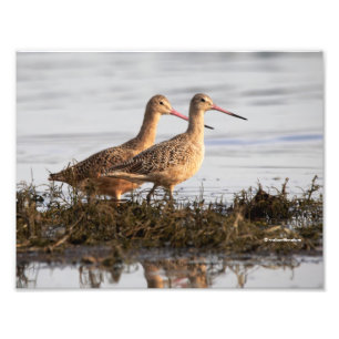 Marbling Godwits bij Blackie Spit Foto Afdruk