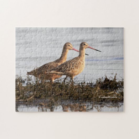 Marbling Godwits Shorebird Wandering Blackie Spit Legpuzzel (Horizontaal)