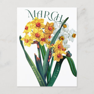March Flowers Jonquil Daffodil Fancy Briefkaart