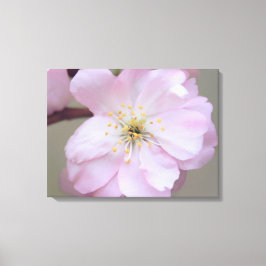 March Yoshino Ingepakt Canvas Afdruk