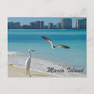 Marco Island Wildlife briefkaart