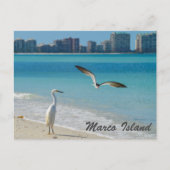 Marco Island Wildlife briefkaart (Voorkant)