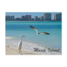 Marco Island Wildlife briefkaart