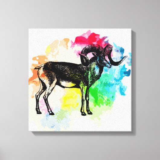 Marco polo-schaap canvas afdruk (Voorkant)