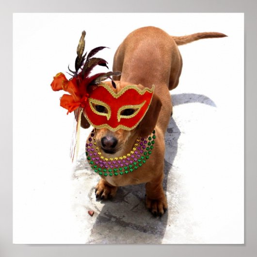 Mardi Gras Dachshund poster (Voorkant)