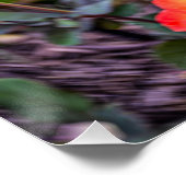 Mardi Gras Roos met een Twist Perfect Poster (Hoek)