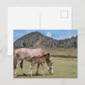 Mare & Colt in de vulkaankrater van Rano Raraku Briefkaart (Voorkant / Achterkant)