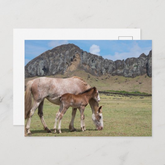 Mare & Colt in de vulkaankrater van Rano Raraku Briefkaart (Voorkant / Achterkant)