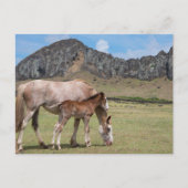 Mare & Colt in de vulkaankrater van Rano Raraku Briefkaart (Voorkant)