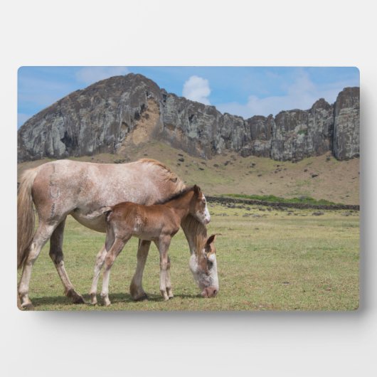 Mare & Colt in de vulkaankrater van Rano Raraku Fotoplaat (voorkant)