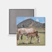 Mare & Colt in de vulkaankrater van Rano Raraku Magneet (Voorkant / Achterkant)