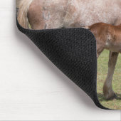 Mare & Colt in de vulkaankrater van Rano Raraku Muismat (Hoek)