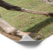 Mare & Colt in de vulkaankrater van Rano Raraku Poster (Hoek)