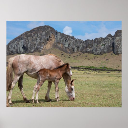 Mare & Colt in de vulkaankrater van Rano Raraku Poster (Voorkant)