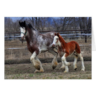 Mare en colt actief