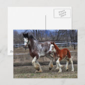 Mare en colt actief briefkaart (Voorkant / Achterkant)