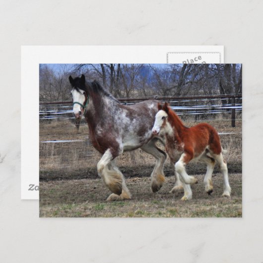 Mare en colt actief briefkaart (Voorkant / Achterkant)