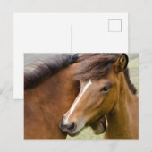 Mare en Colt Briefkaart (Voorkant / Achterkant)