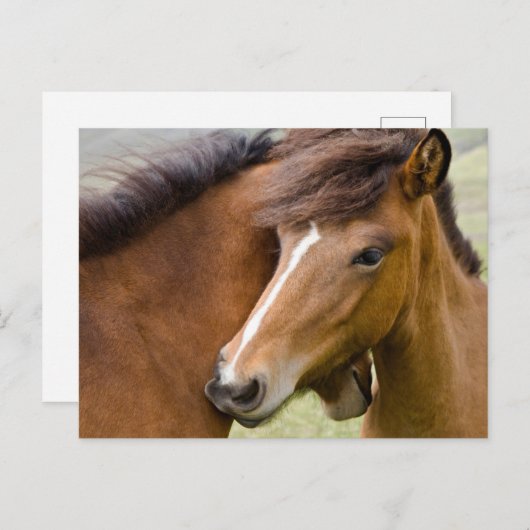 Mare en Colt Briefkaart (Voorkant / Achterkant)