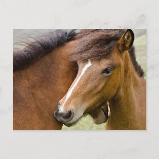 Mare en Colt Briefkaart (Voorkant)