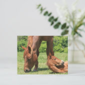 Mare en Colt Briefkaart (Staand voorkant)