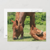Mare en Colt Briefkaart (Voorkant / Achterkant)