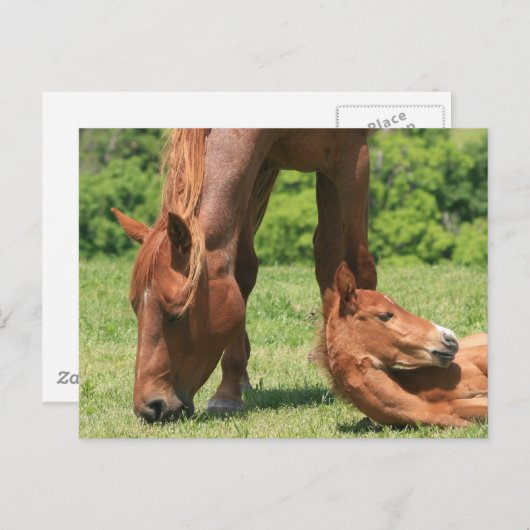 Mare en Colt Briefkaart (Voorkant / Achterkant)