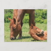 Mare en Colt Briefkaart (Voorkant)