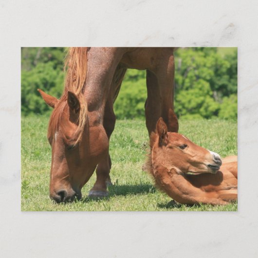 Mare en Colt Briefkaart (Voorkant)