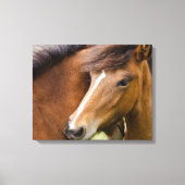 Mare en Colt Canvas Afdruk (Voorkant)