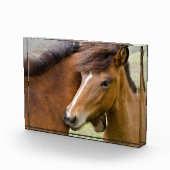 Mare en Colt Fotoblokken (Rechts)