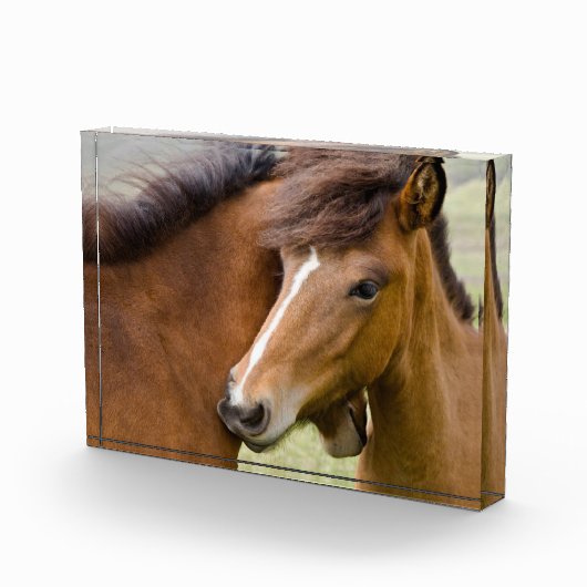 Mare en Colt Fotoblokken (Rechts)