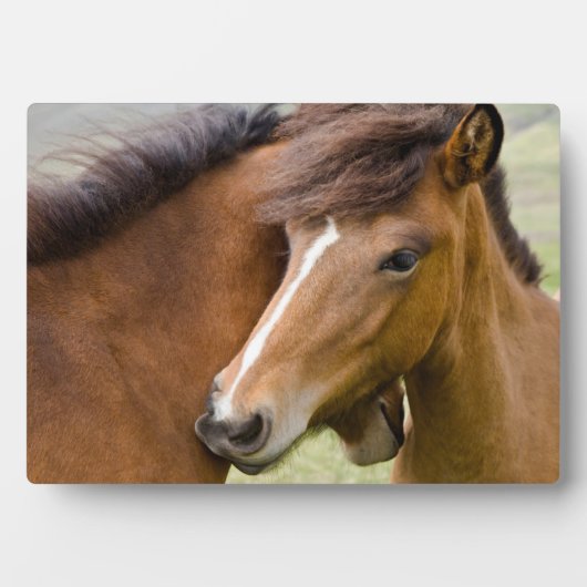 Mare en Colt Fotoplaat (voorkant)