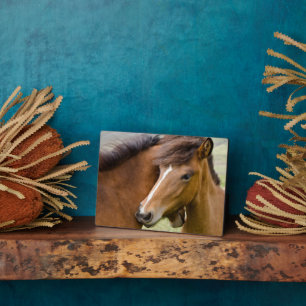 Mare en Colt Fotoplaat