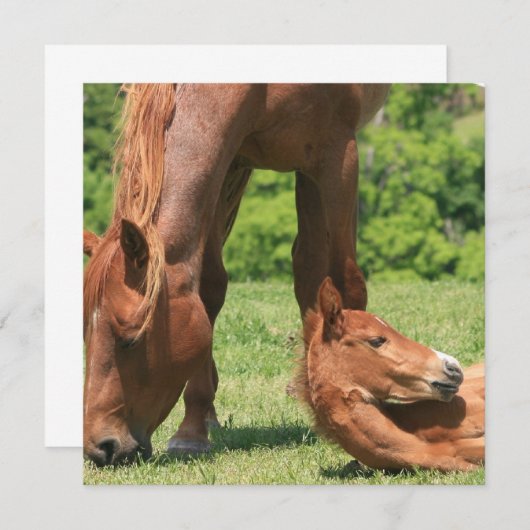 Mare en Colt Invitation Kaart (Voorkant / Achterkant)