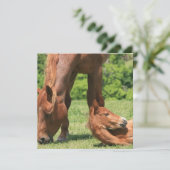 Mare en Colt Invitation Kaart (Staand voorkant)