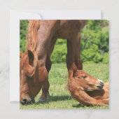 Mare en Colt Invitation Kaart (Voorkant)