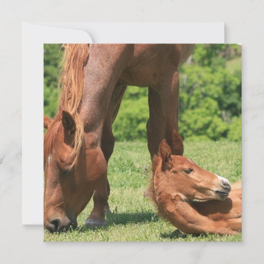 Mare en Colt Invitation Kaart (Voorkant)