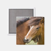 Mare en Colt Magneet (Voorkant / Achterkant)