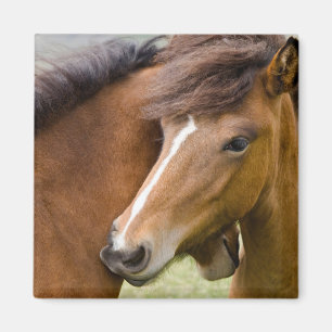 Mare en Colt Magneet