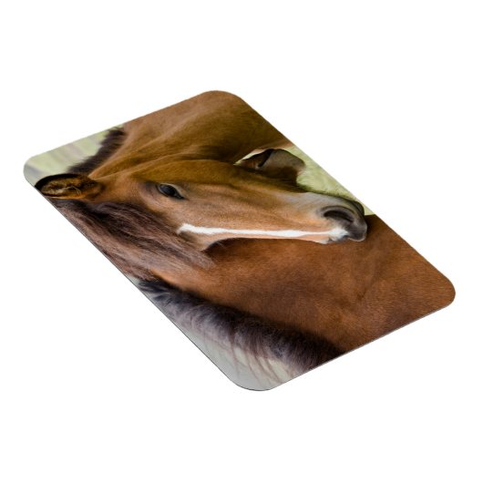 Mare en Colt Magneet (Rechterzijde)