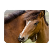 Mare en Colt Magneet (Horizontaal)