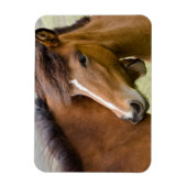 Mare en Colt Magneet (Verticaal)