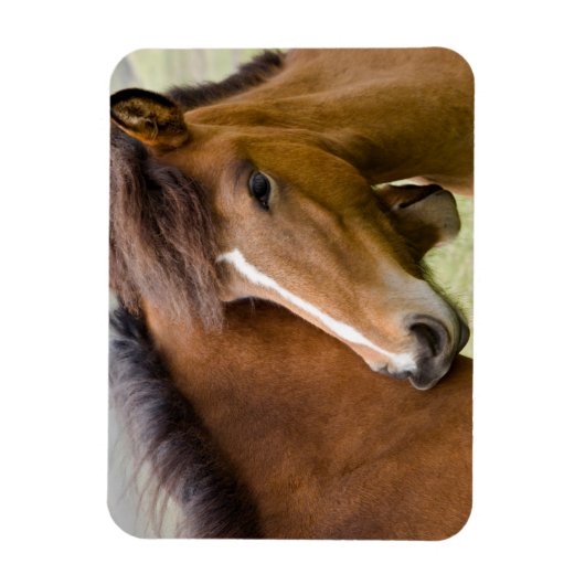 Mare en Colt Magneet (Verticaal)