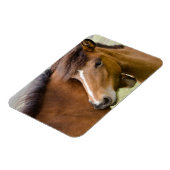 Mare en Colt Magneet (Linkerzijde)