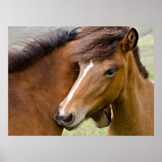 Mare en Colt Poster (Voorkant)