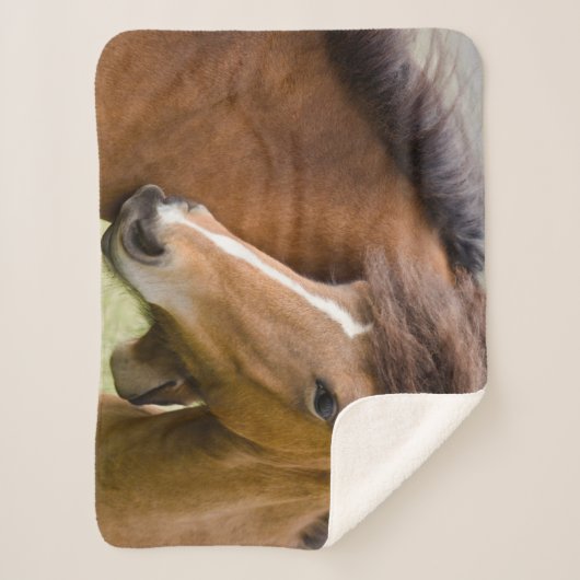 Mare en Colt Sherpa Deken (Voorkant)