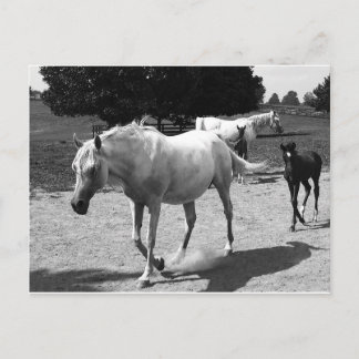 Mare en Filly Briefkaart