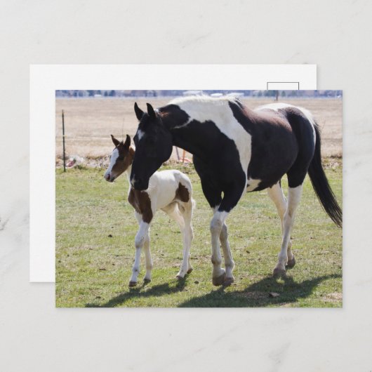 Mare en Filly Walking Briefkaart (Voorkant / Achterkant)